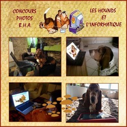 créer un forum : basset hound aventures - Portail Bhapor10