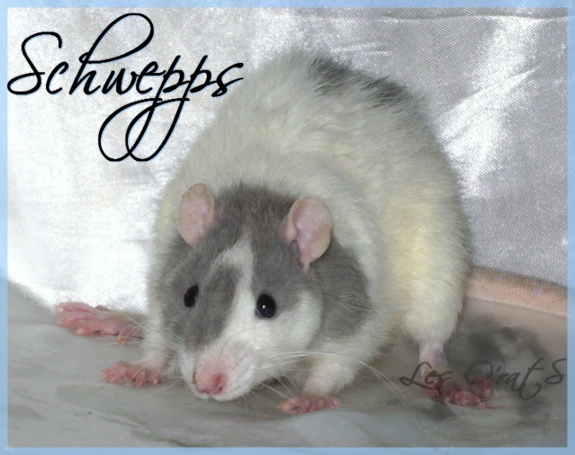 Les O'rats Pict8719
