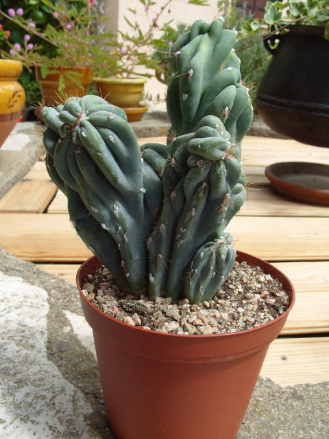 Myrtillocactus S1051346