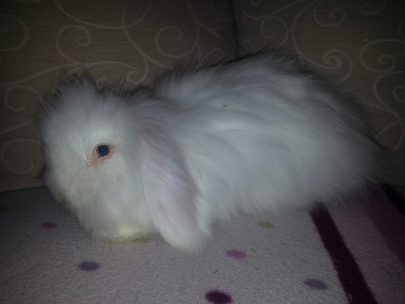 Neige, lapine bélier angora 20140211