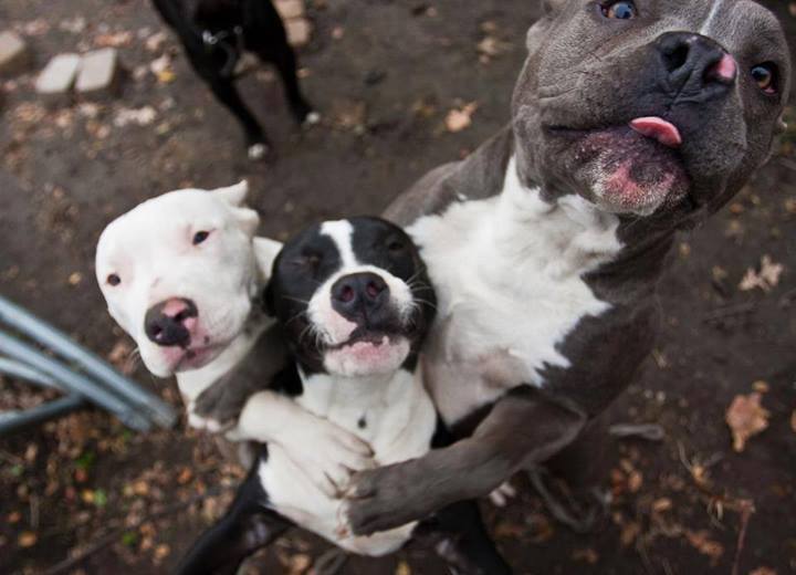 Encore un soi-disant chien méchant qu'on veut abattre  - Page 39 13780810