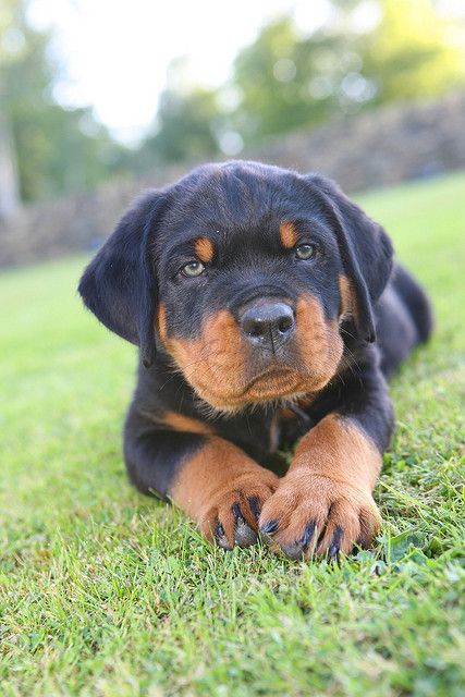 Encore un soi-disant chien méchant qu'on veut abattre  - Page 42 E63e1c10