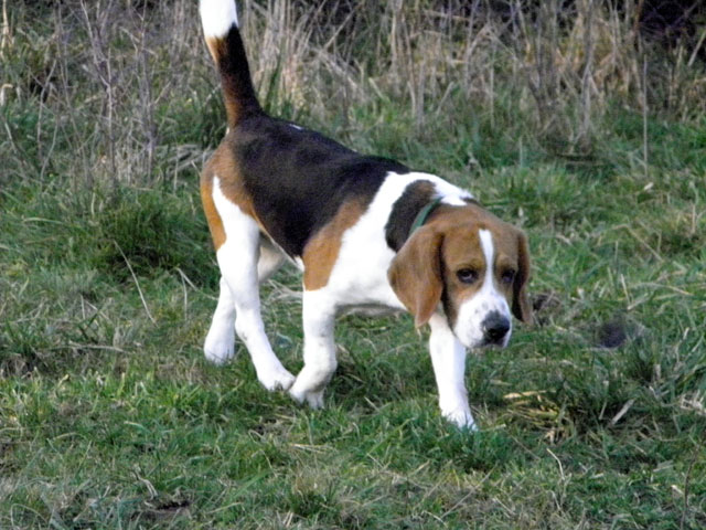 DARKOS (beagle) Darkos16