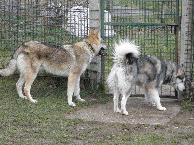 HASKA DIPSY PETITE LUNE(Malamute) Hh310