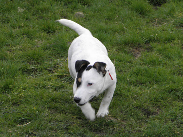 JO (type Jack Russel) Jo210