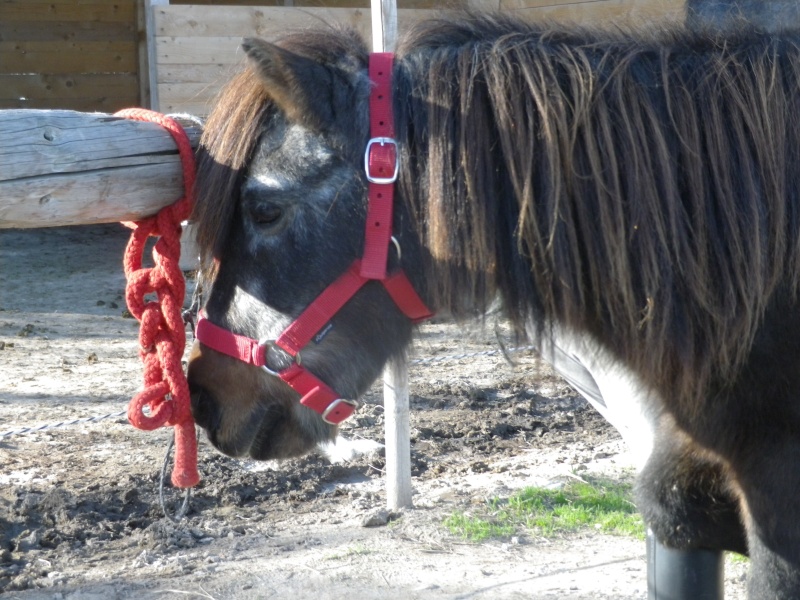 CHOCOLAT poney ONC et victoire13 (2010) - Page 2 Imgp2415