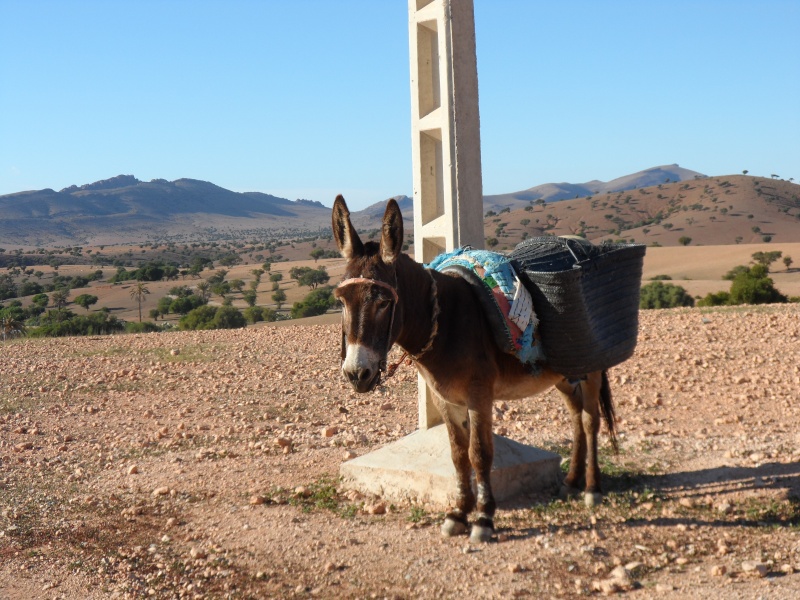 Maroc 2014 Maroc_84