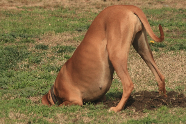 Rodezijski goni lavova (Rhodesian Ridgeback) Pes610