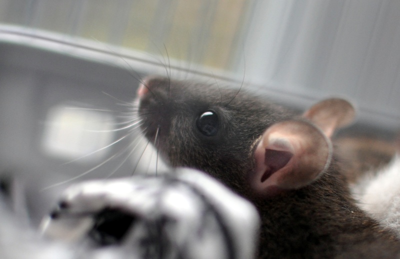 rat'clette et rat'violi  Dsc_0010