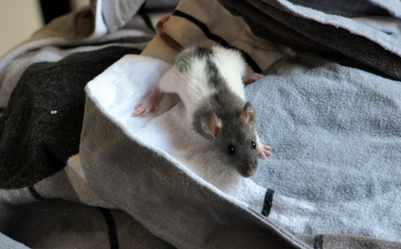 rat'clette et rat'violi  Dsc_0113