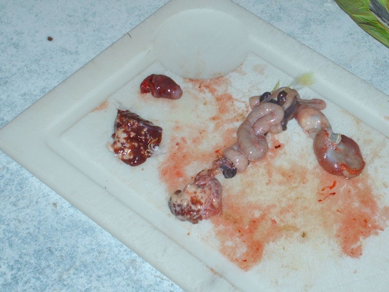 perruche à collier morte , foie malade ? ATTTENTION  PHOTOS CHOQUANTES ( autopsie)  Hpim5212
