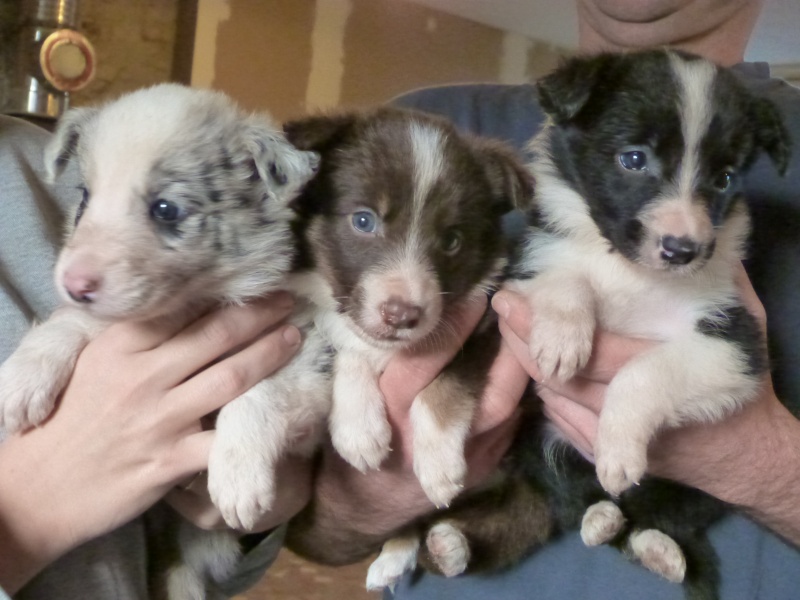 chiot border collie lof (region centre) Les_3_10