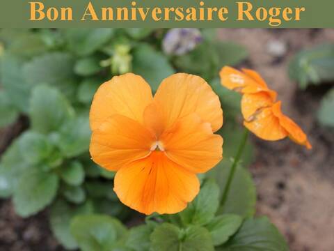 Bon Anniversaire Roger Page 2