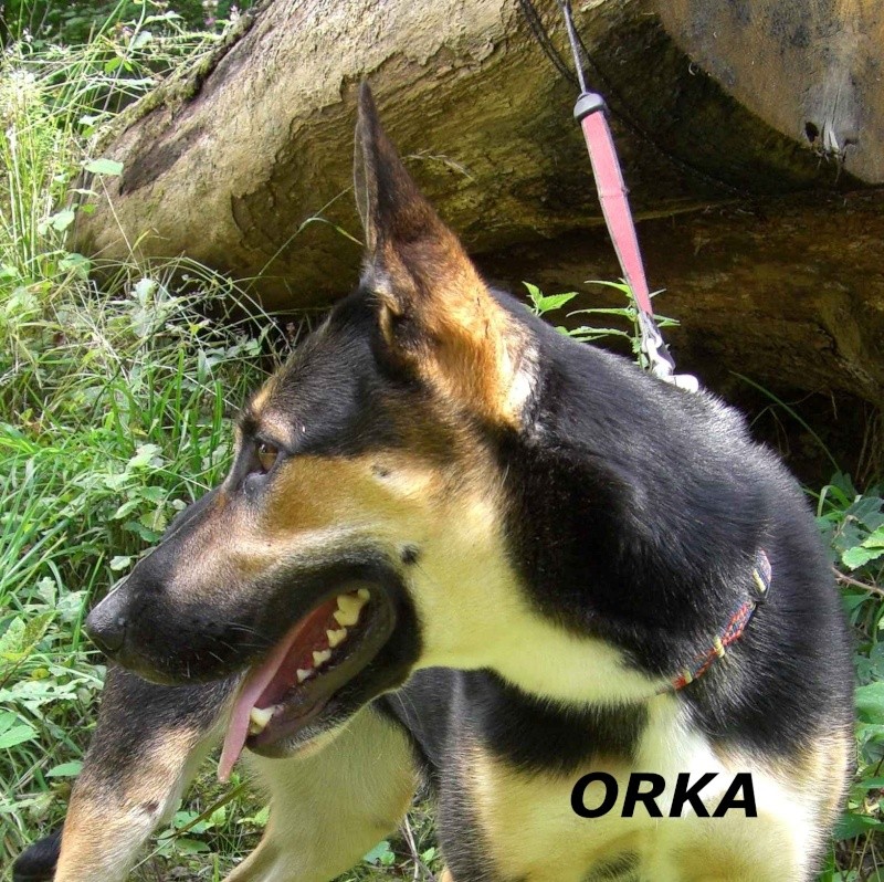 ORKA femelle croisée berger 2 ans Orka10