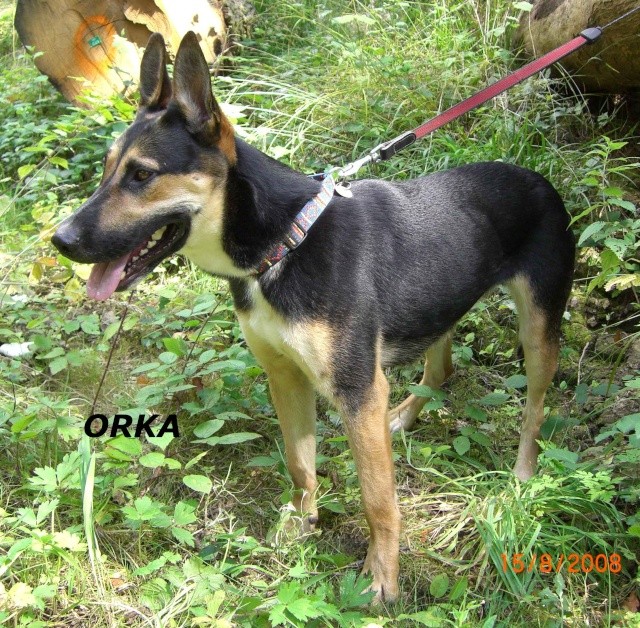 ORKA femelle croisée berger 2 ans Orka310