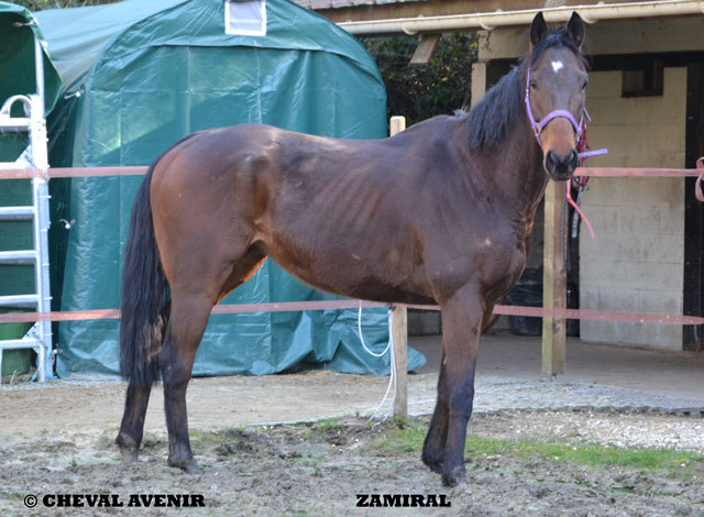 Zamiral hongre PS de 5 ans adopté par Aurélie 24 03 14 Zamira10