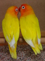 Personata amarillo/ino y personata Malva, hembras (ADN) P30-110