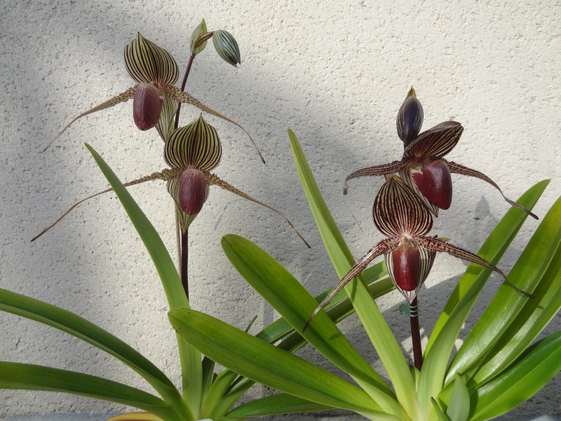 Paphiopedilum rothschildianum Sam's choice*MM Best, n°2 Dsc01514