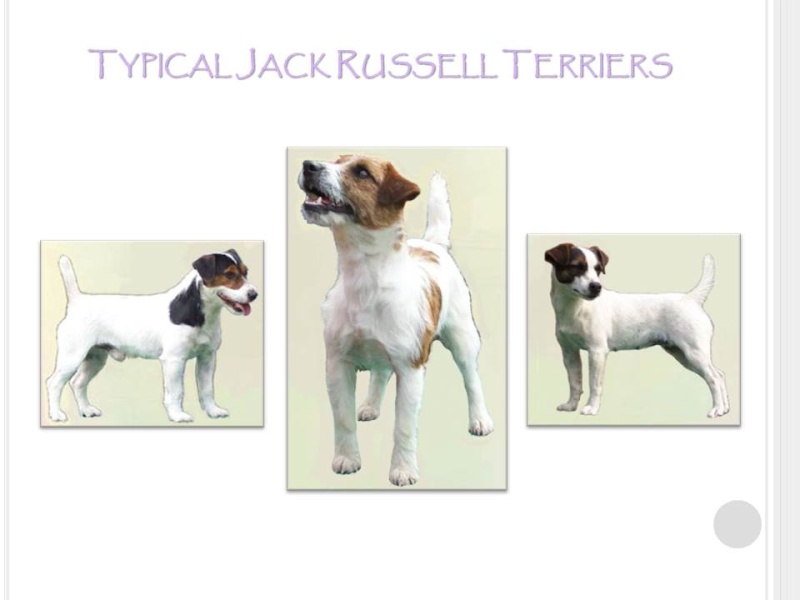 Cercasi cucciola di jack - Pagina 2 Slide810