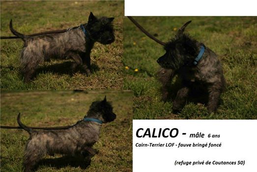 Calico,cairn lof de 6 ans 59974_10