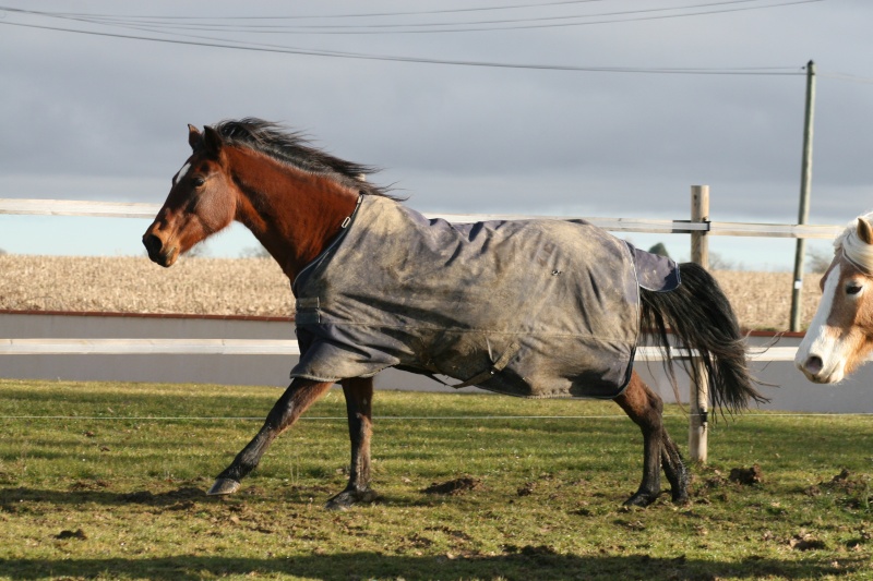 Couverture imperméable pour cheval pas en état? Help! - Page 2 Photos10