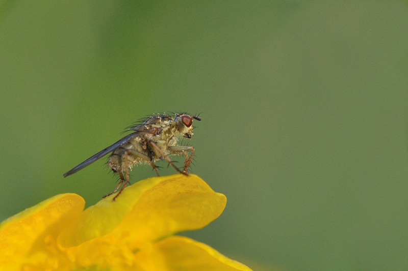 Sigma 150/f.2,8 macro Mouche11