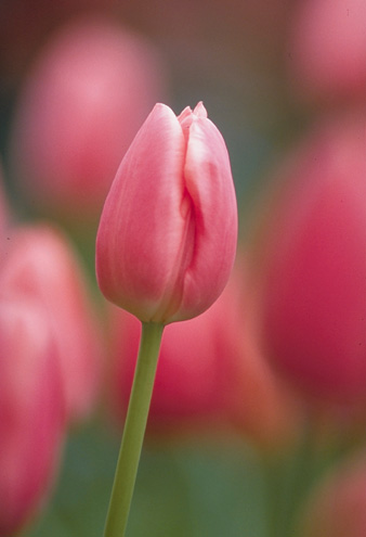     .. "   " Tulip10