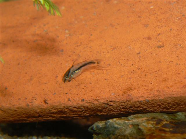 repro corydoras nanus P1110624