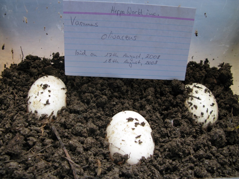Varanus olivaceus eggs Img_2812