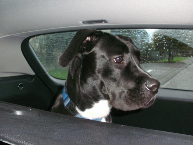 hakira labrador X dogue argentin / Sarrebourg 00910