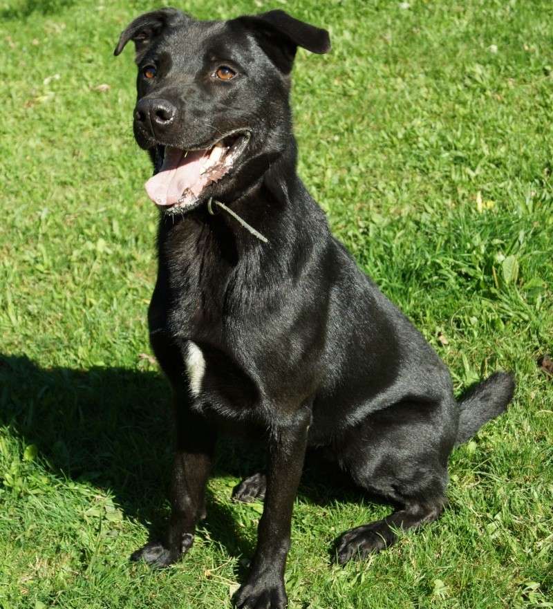 Brako croisé labrador noir né en juin 2011 - Refuge SPA de Forbach Brako10