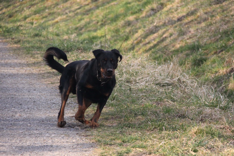 Tony adorable beauceron né en 2012  Tony_m10