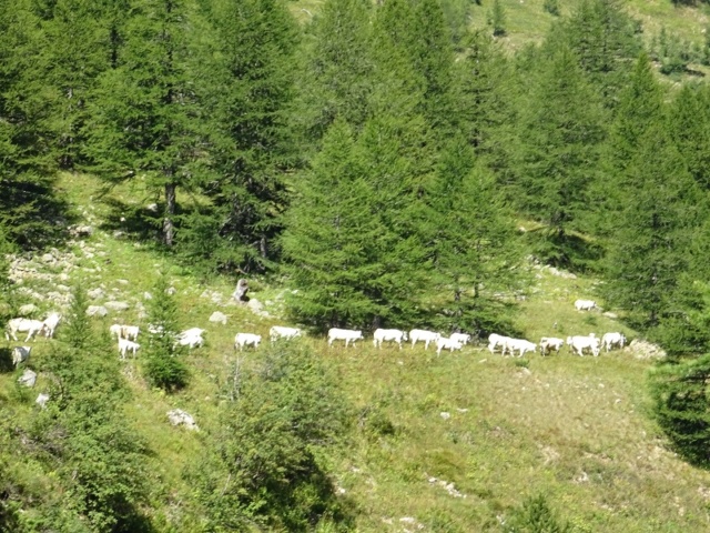 POURQUOI PAS 25.26 août 2018 Col_de11