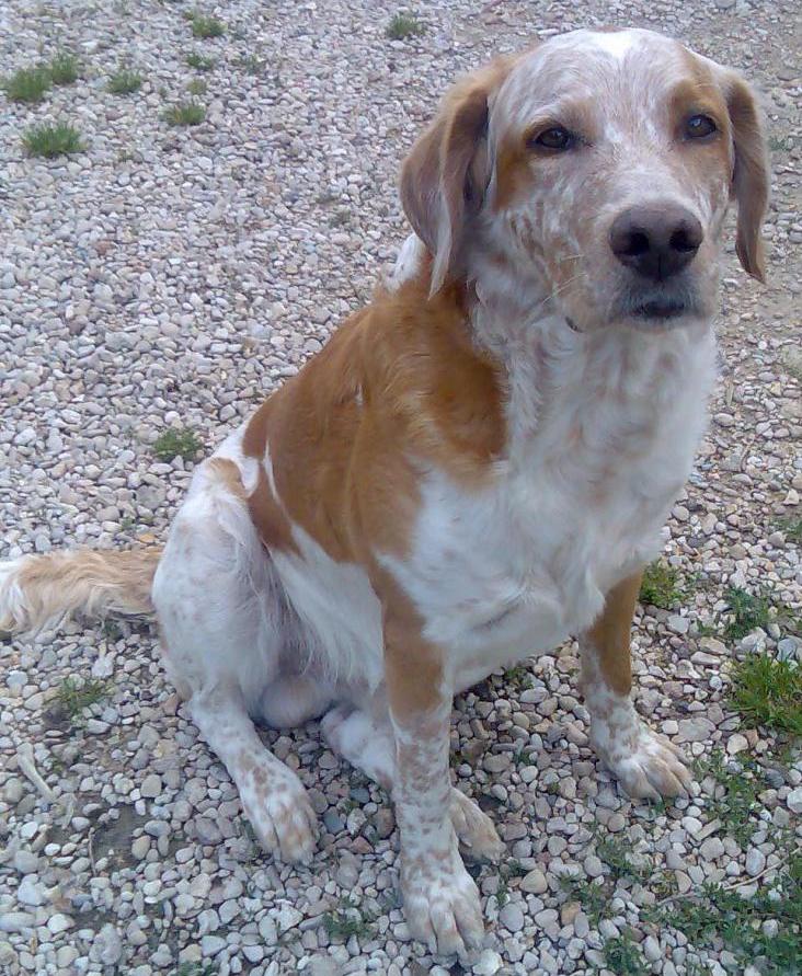 80 GOLDEN RETRIEVER + LABRADOR/épagneul (blanc/marron First12