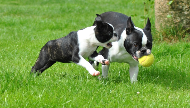 Mon élevage ...canin 2balle10