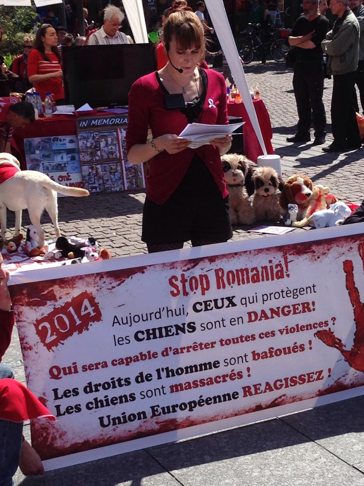roumanie - manifestation en France le 17 mai 2014 contre le massacre des chiens en roumanie - Page 31 10305910