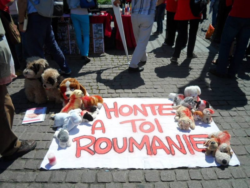 roumanie - manifestation en France le 17 mai 2014 contre le massacre des chiens en roumanie - Page 31 10314410