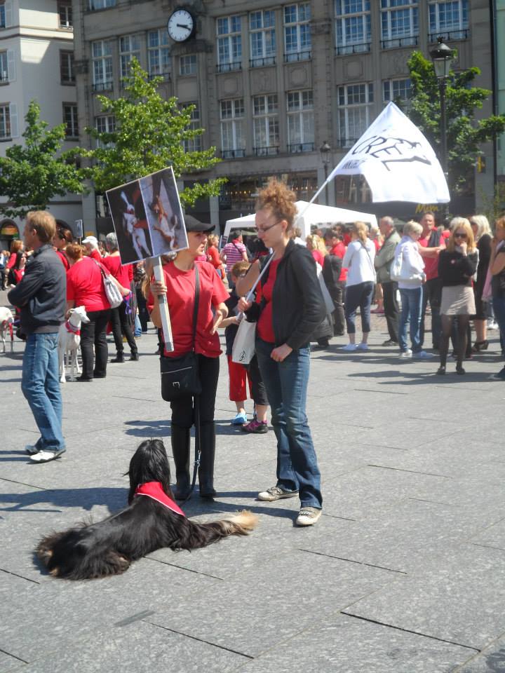 roumanie - manifestation en France le 17 mai 2014 contre le massacre des chiens en roumanie - Page 31 10347710