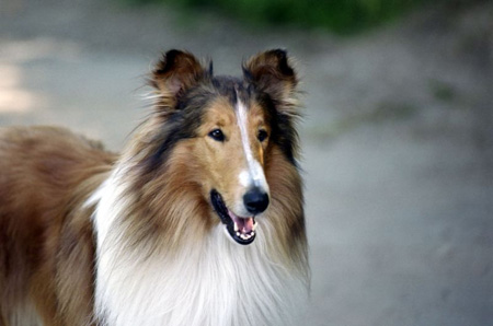 Lassie , chienne premire , Fiesta et Diamant , chiots premiers Lassie11