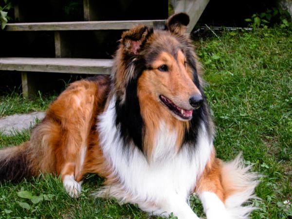 Lassie , chienne premire , Fiesta et Diamant , chiots premiers Rough_10