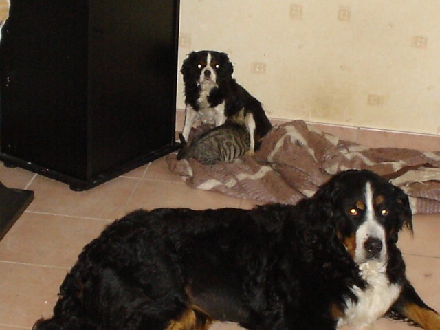 mes animaux - "ma famille" Photo_10
