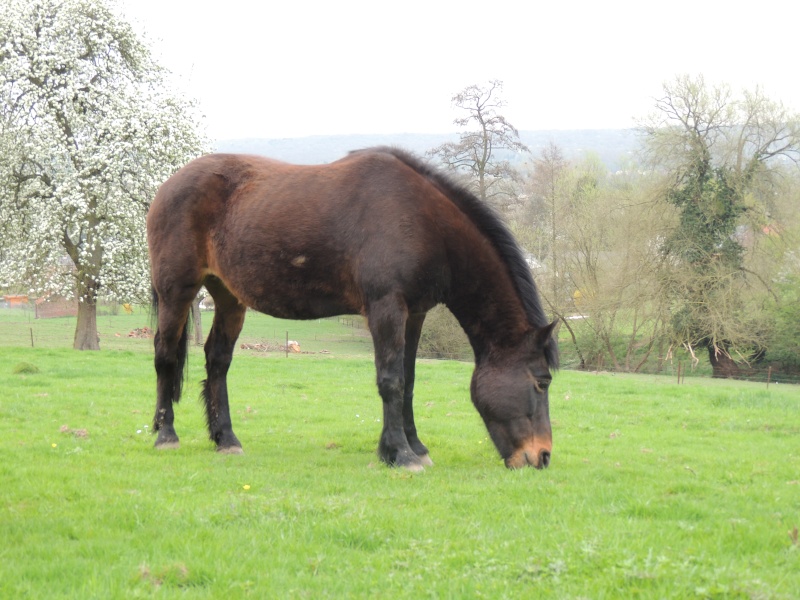 Seven, Eclipse et Apache "à l'herbe" - Page 3 4-04-113