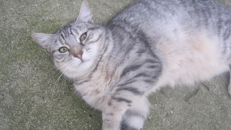 Griselda, belle chatte grise tigrée née en 2011 - SLPA Amance Grisel19