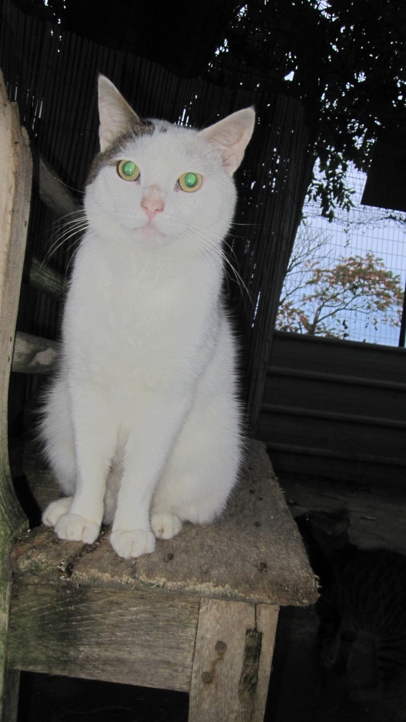 Skipy, chat presque tout blanc né en 2007  Skippy10