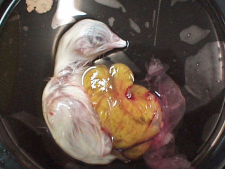 صور مراحل تحول البيضه الى دجاجه Albumy26