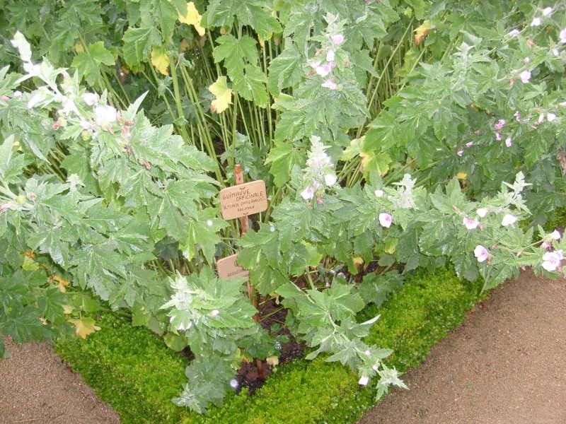 Dans les jardins de l'abbaye Guimau11