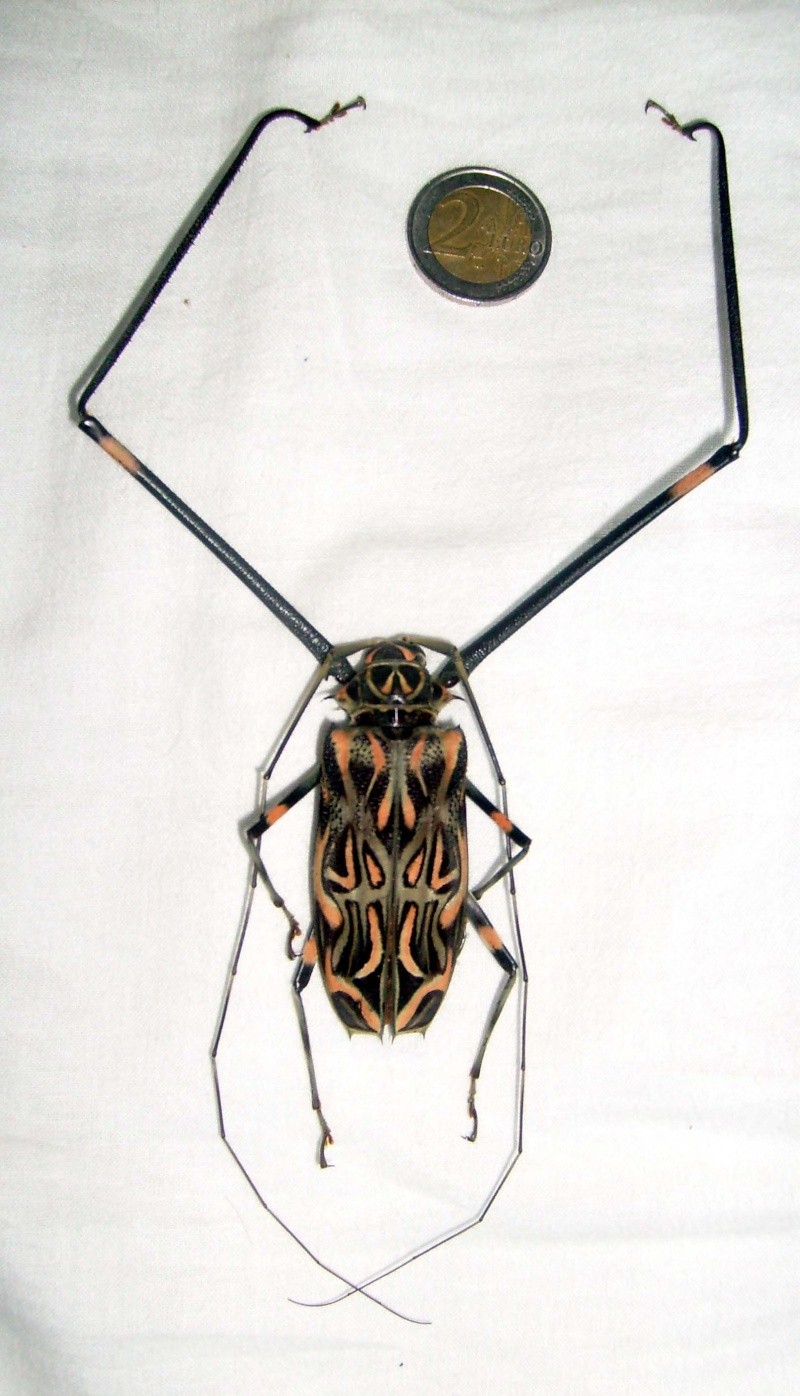 Un autre Cerambycidae S7300118