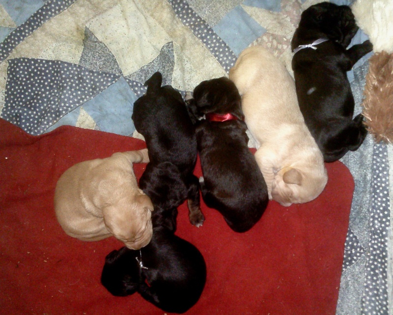 On se retrouve ici entre futurs adoptants !  - Page 17 Chiots20