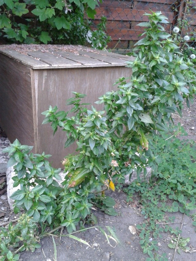Qui ya t'il dans mon jardin de bon pour mes todons? Help besoin d'aide pour reconnaitre les plantes Plante20