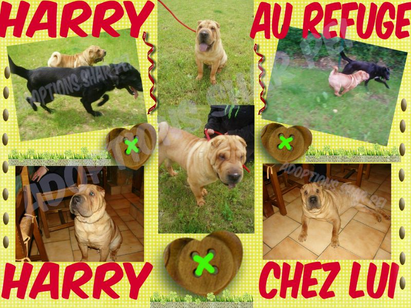 Sauvetage d'Harry............une belle histoire Collag12